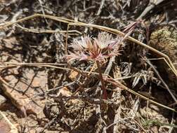 Image of darkred onion