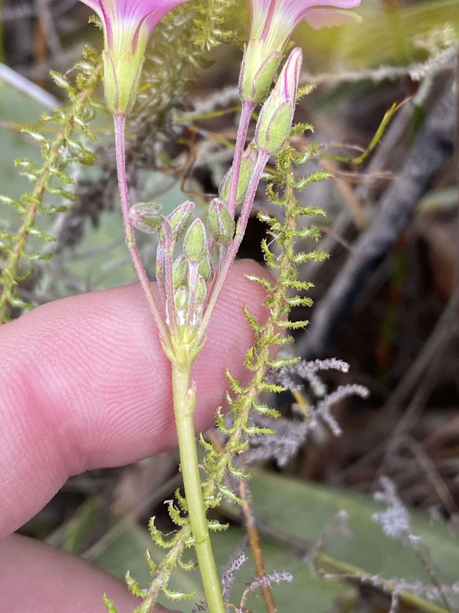 Image of Oxalis bifida Thunb.