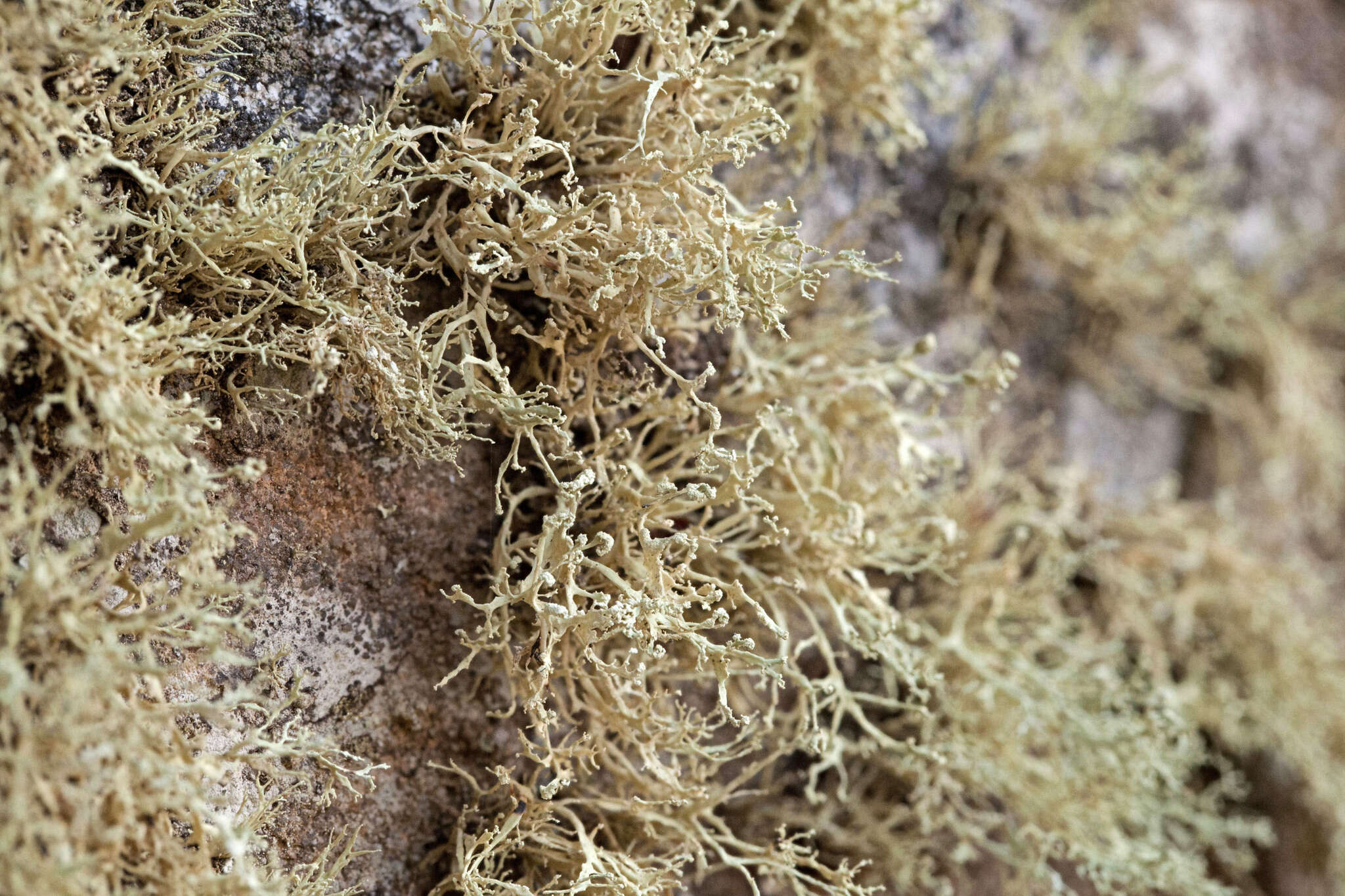 Image of intermediate cartilage lichen