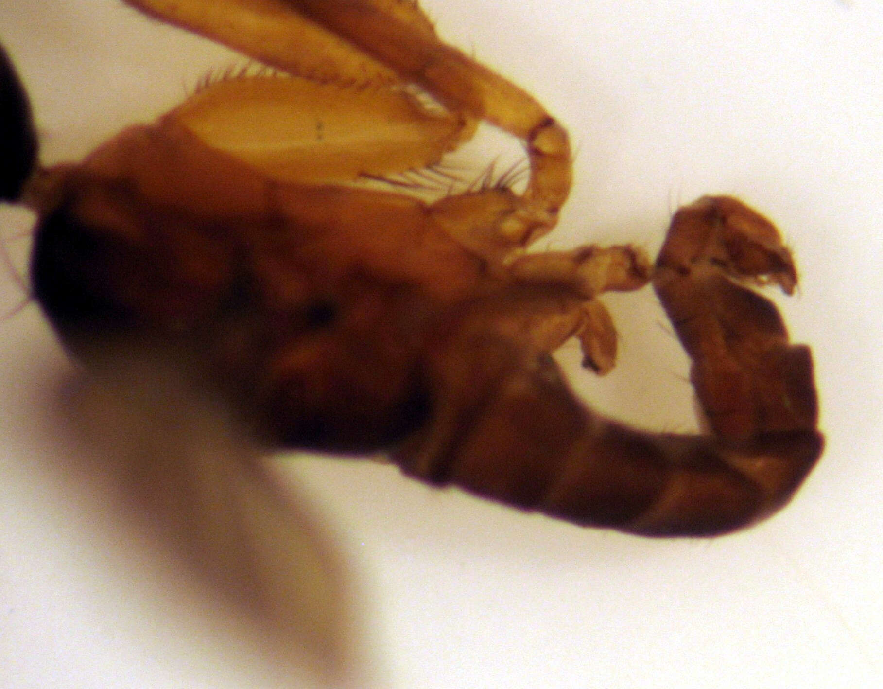 Image of Ceratomerus crassinervis Malloch 1931