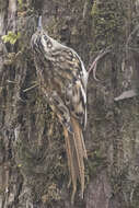 Image of Brown-throated Treecreeper