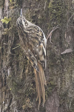 Image of Brown-throated Treecreeper