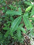 Image of Trochomeriopsis diversifolia Cogn.