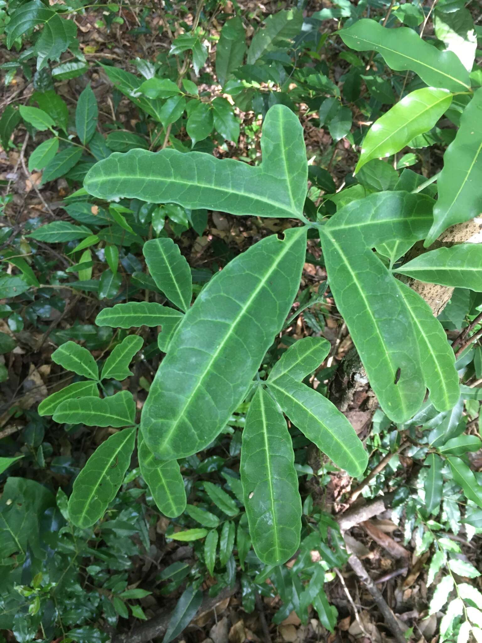 Image of Trochomeriopsis diversifolia Cogn.