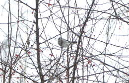 Image of Baikal Bullfinch