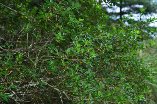 صورة Ilex sugerokii var. brevipedunculata (Maxim.) S. Y. Hu