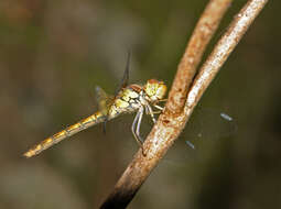 Image of <i>Sympetrum <i>striolatum</i></i> striolatum