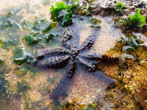 Image of white starfish