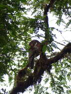 Image of Andean Potoo