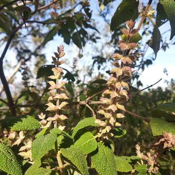 Image de Salvia lasiantha Benth.