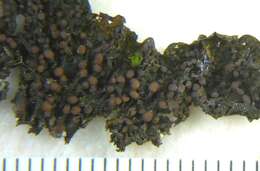 Collema nigrescens (Huds.) DC. resmi