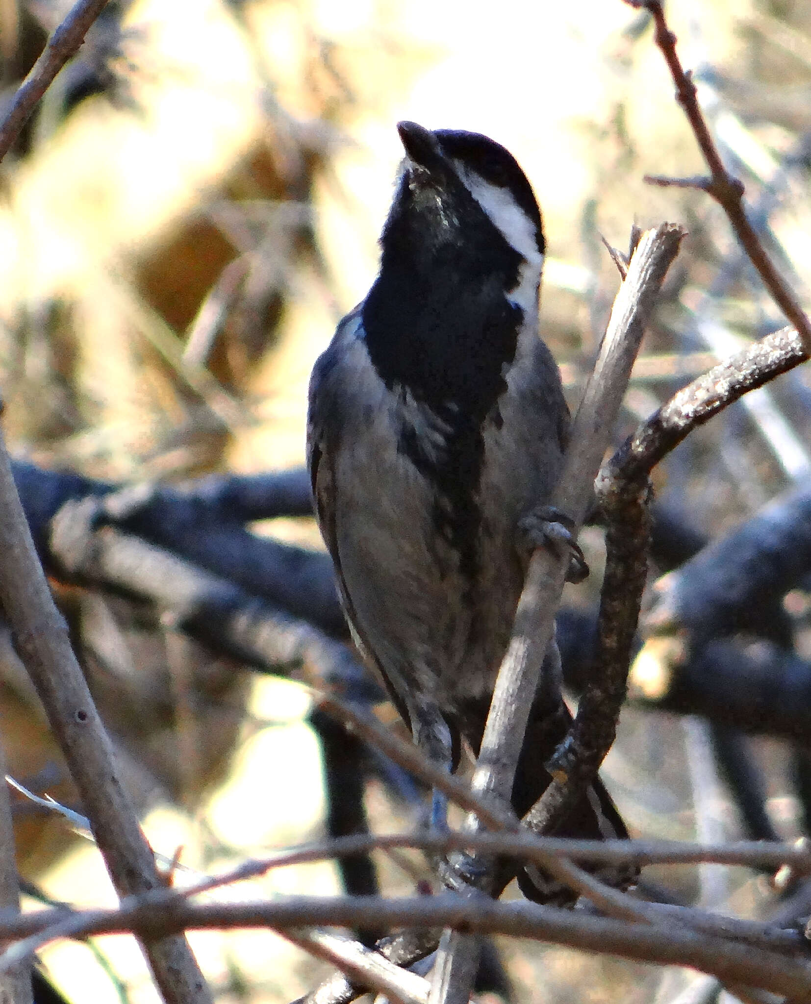 Plancia ëd Melaniparus cinerascens (Vieillot 1818)