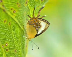 Image of Helicopis cupido Linnaeus 1758