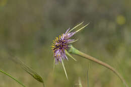 Image of Tragopogon coelesyriacus Boiss.