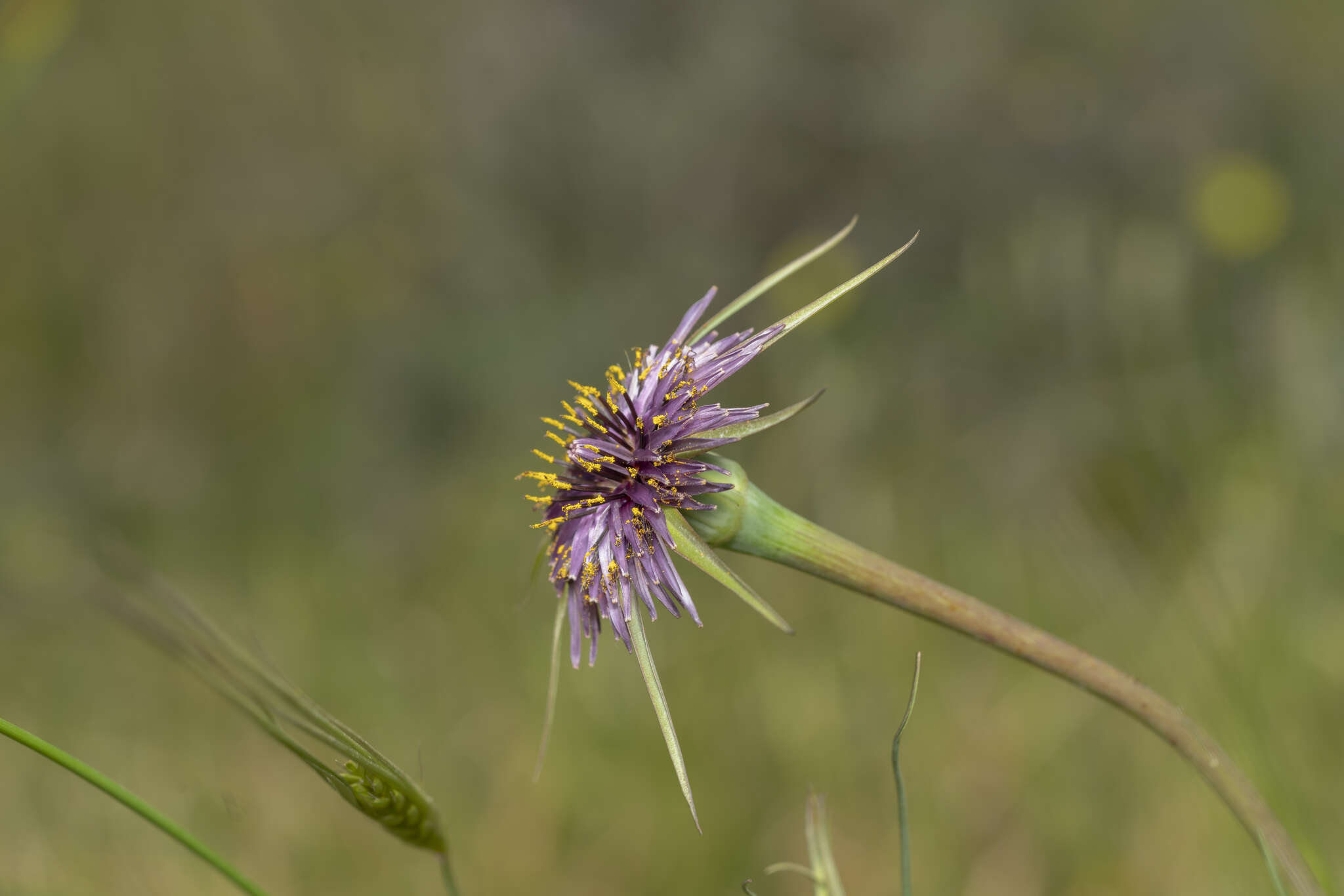 Image of Tragopogon coelesyriacus Boiss.