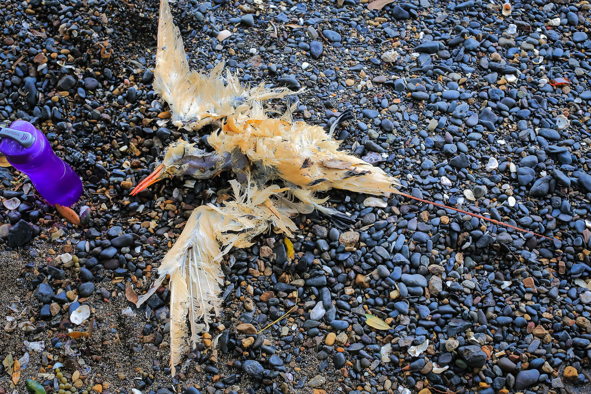 Image of tropicbirds