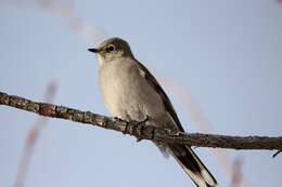 Imagem de Myadestes townsendi townsendi (Audubon 1838)