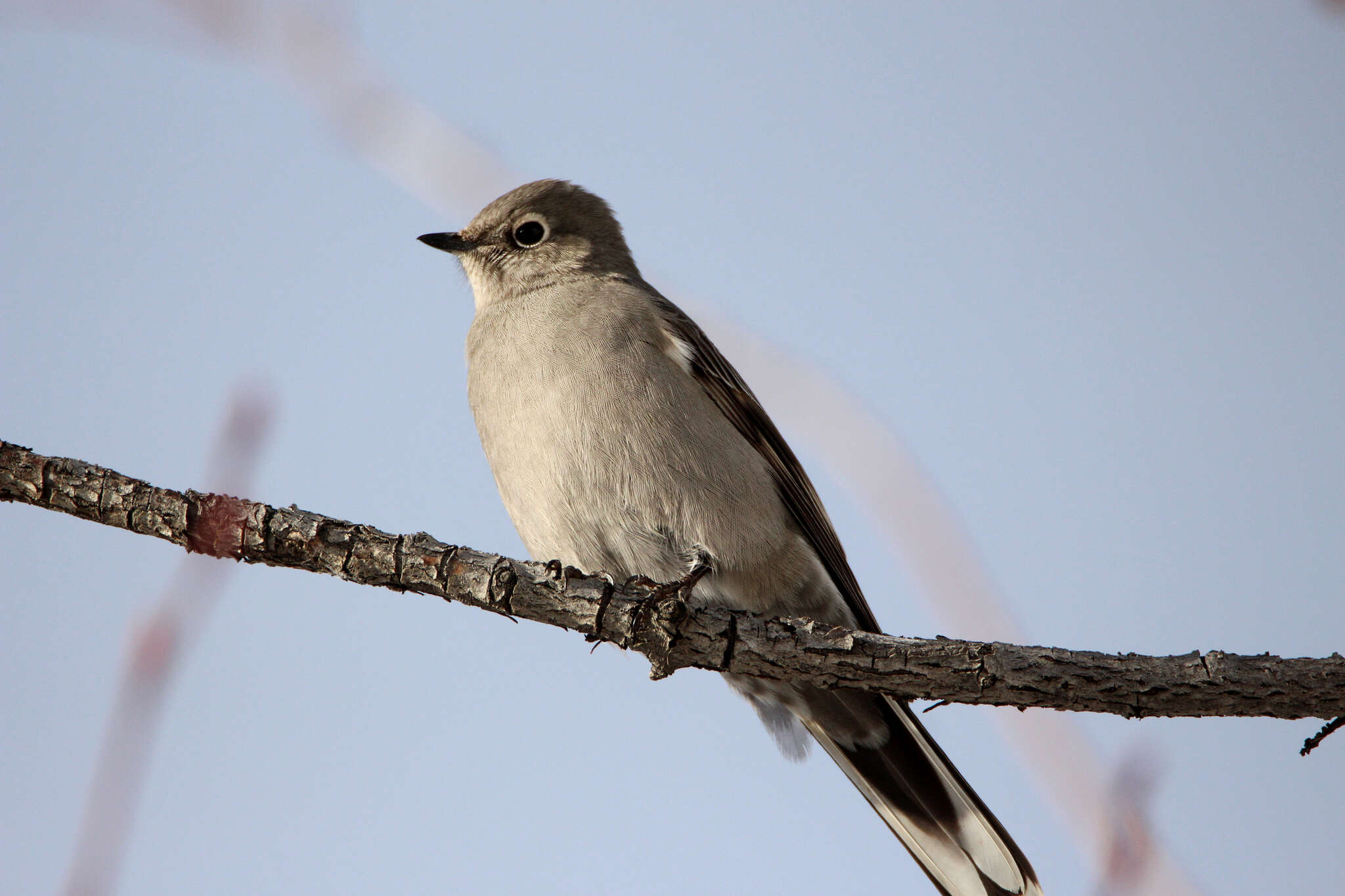 Image of Myadestes townsendi townsendi (Audubon 1838)