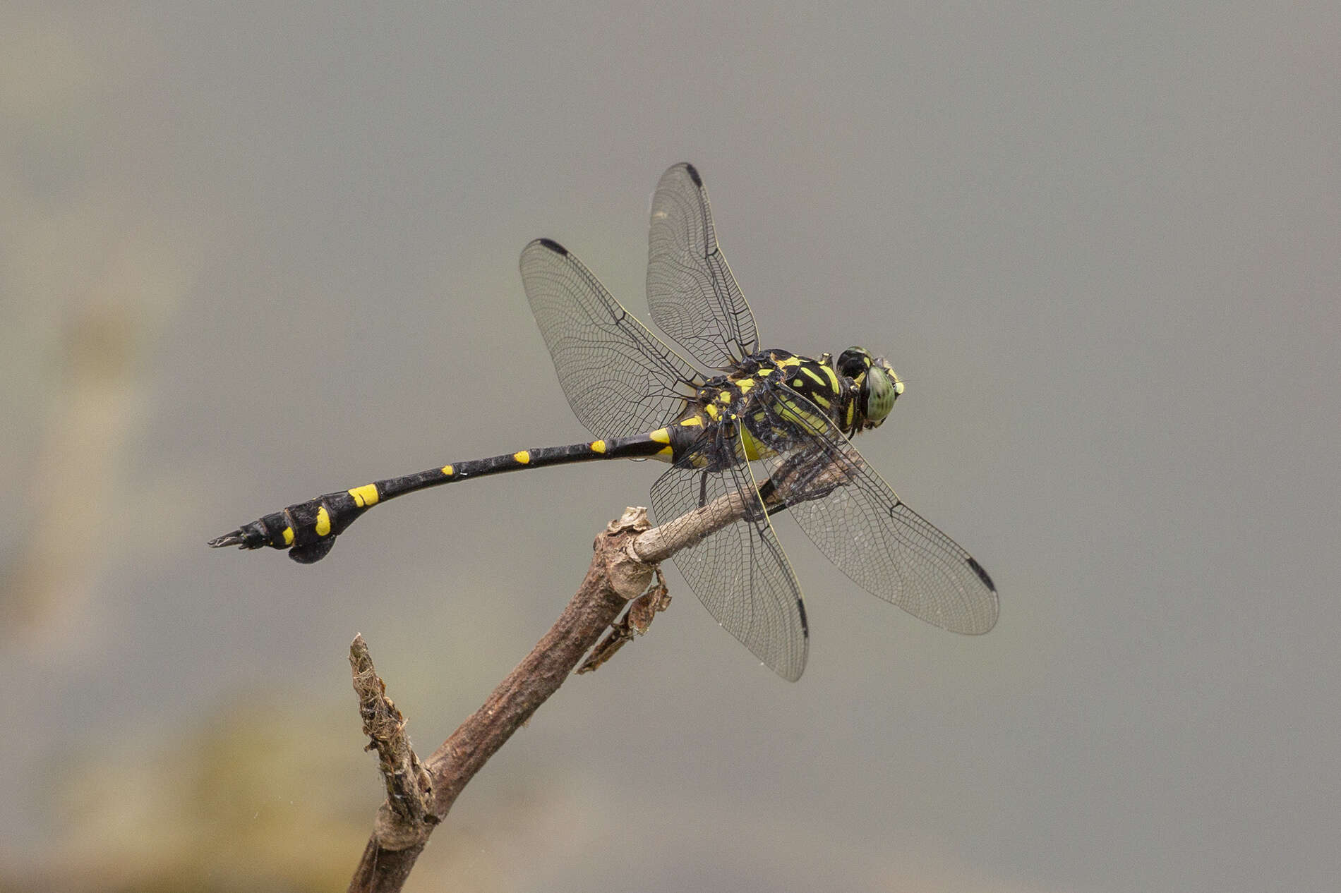 صورة Ictinogomphus pertinax (Hagen ex Selys 1854)