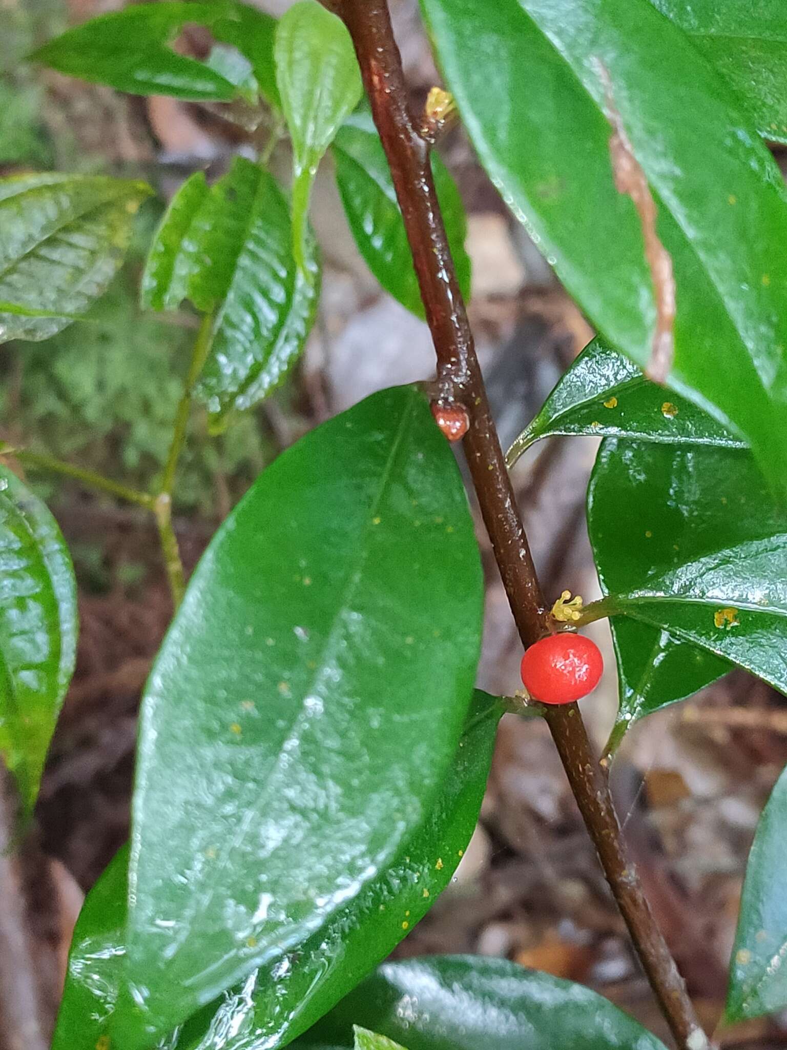 Image of Myrsine stolonifera (Koidz.) E. Walker