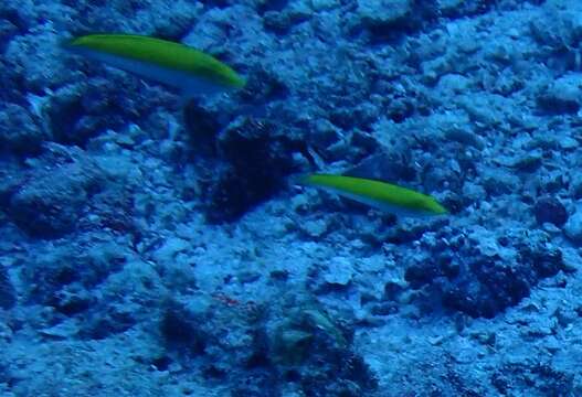 Image of Canarytop wrasse