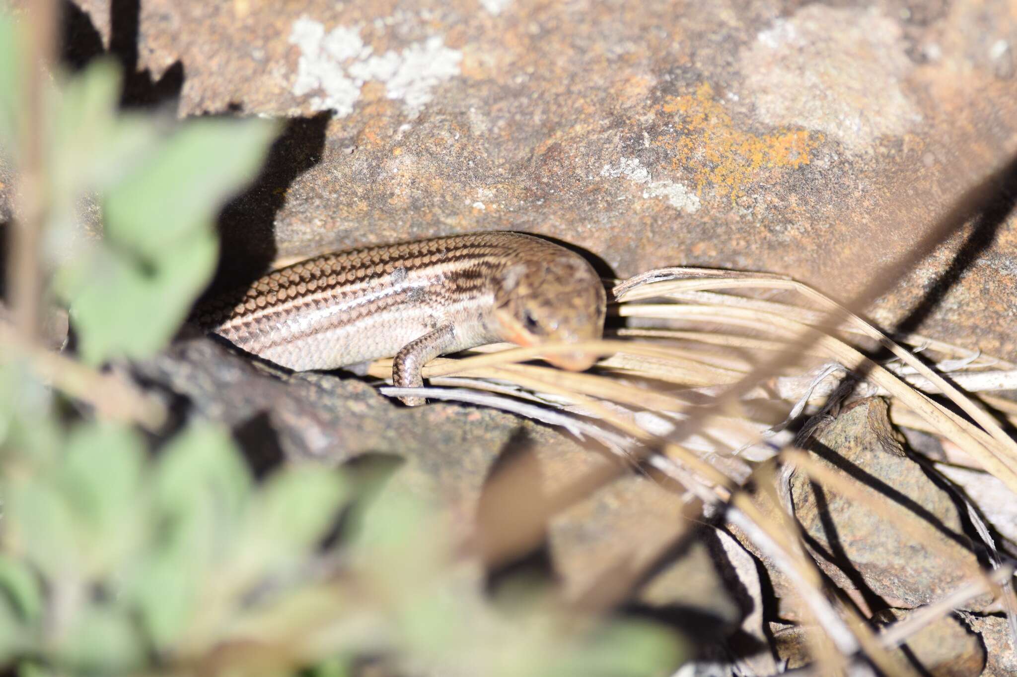 Image de Plestiodon multivirgatus Hallowell 1857