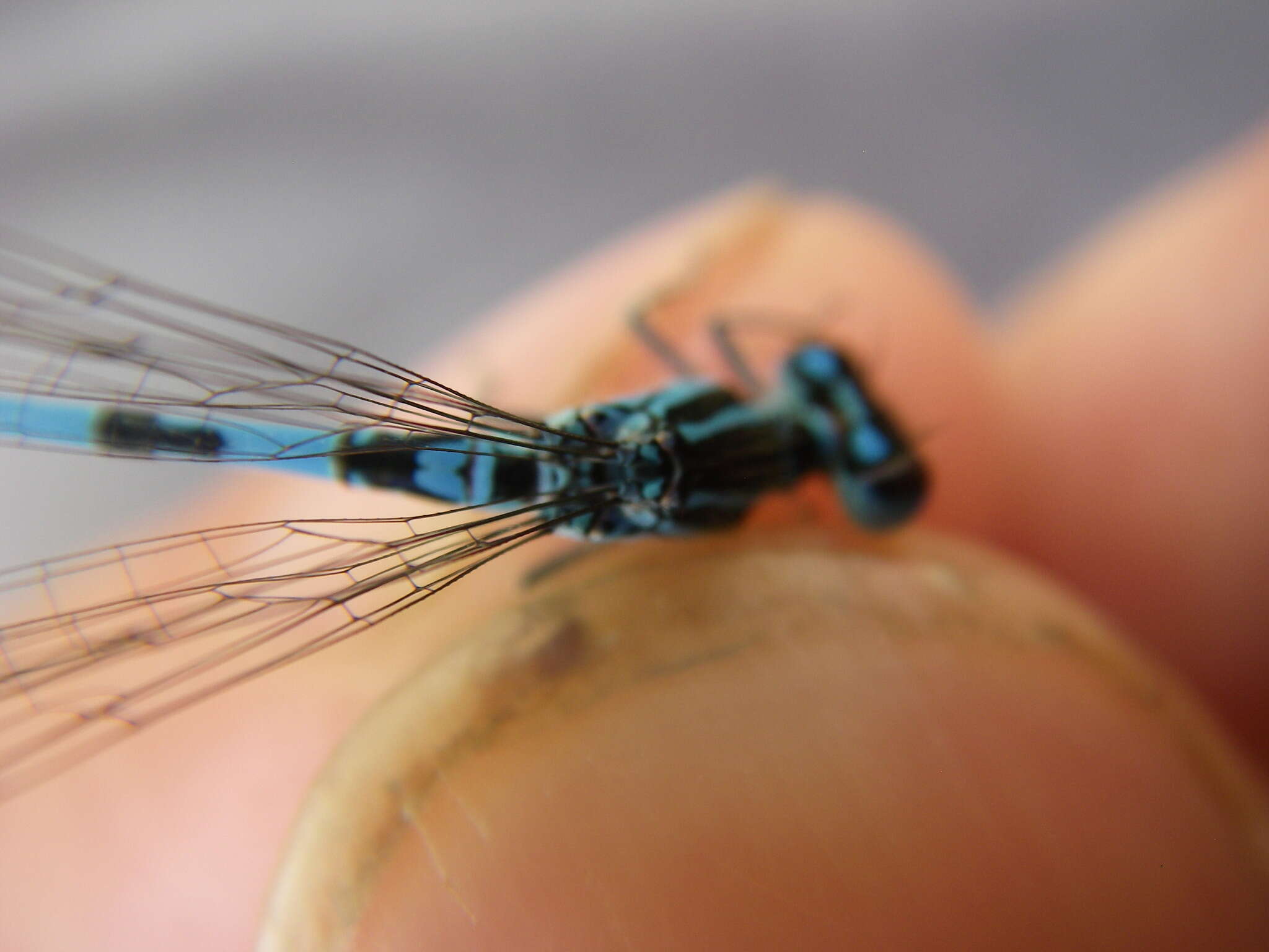 Image of Southern Damselfly