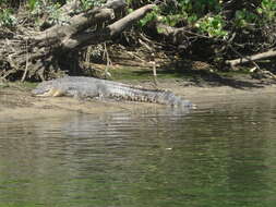 Image of Estuarine Crocodile