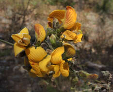 Aeschynomene fascicularis Cham. & Schltdl. resmi