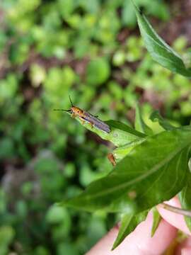 Image of Oberea tripunctata (Swederus 1787)