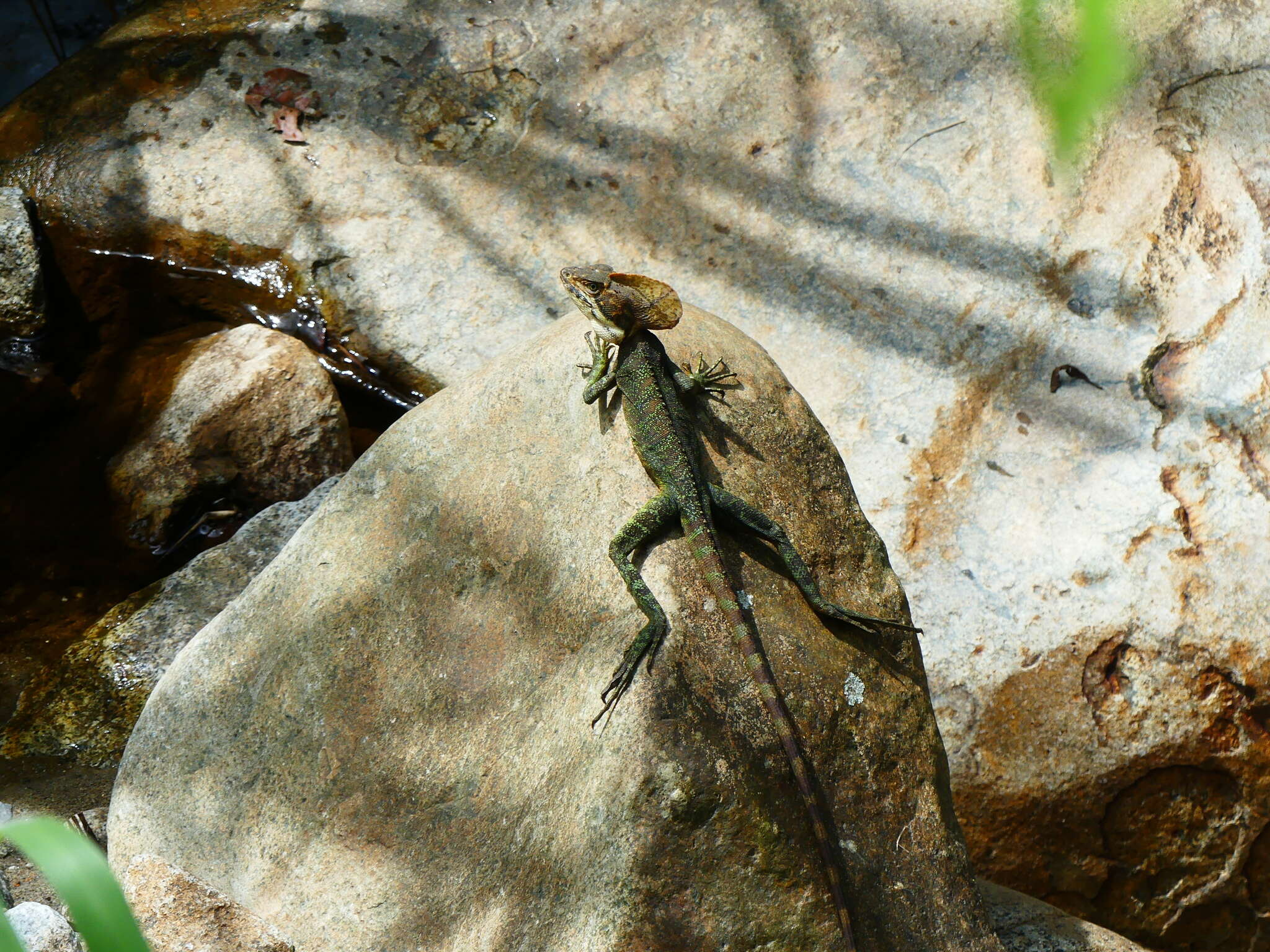 Image of Western basilisk