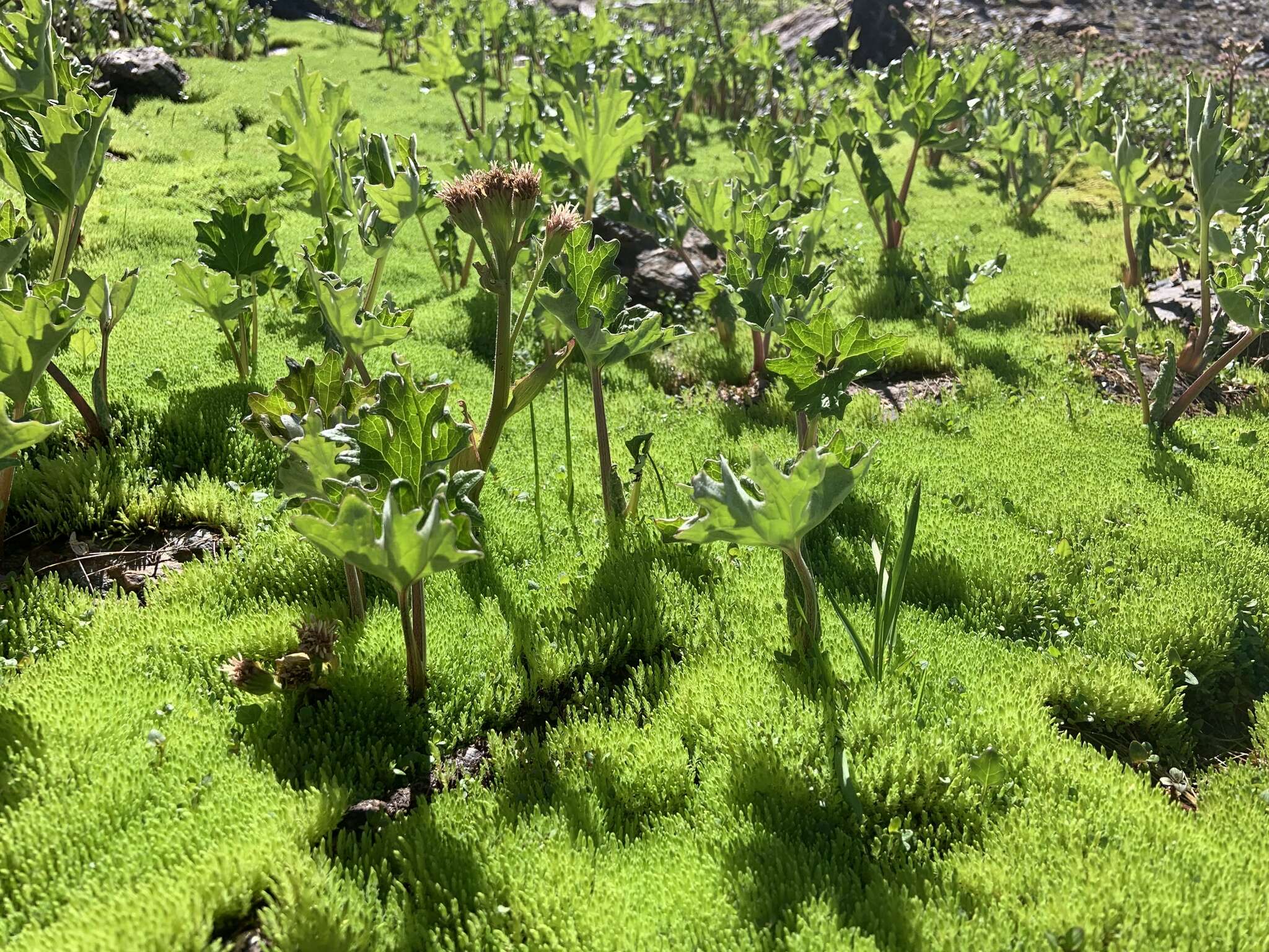 Image of arctic sweet coltsfoot