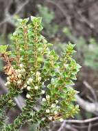 Sivun Epacris microphylla R. Br. kuva