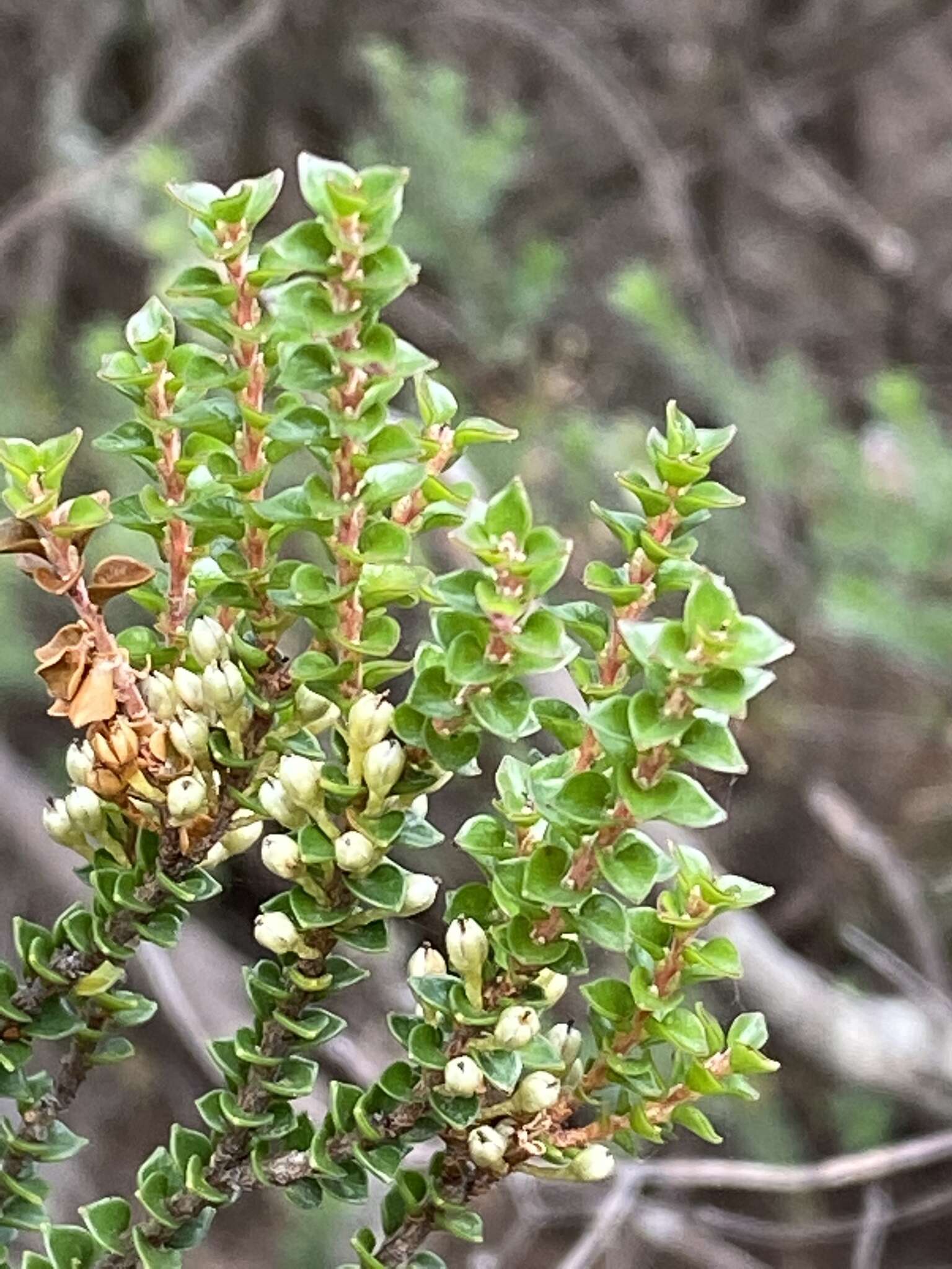 Imagem de Epacris microphylla R. Br.