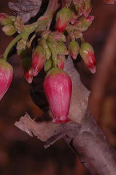 Sivun Jatropha stephani J. Jiménez Ram. & Mart. Gord. kuva