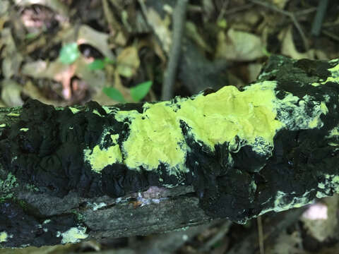 Image of Trichoderma sulphureum (Schwein.) Jaklitsch & Voglmayr 2014