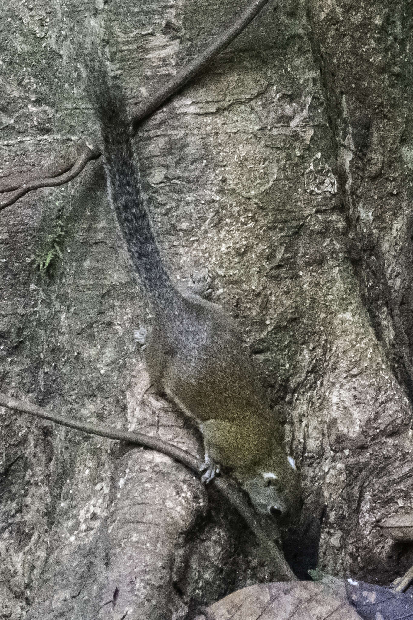 Image of Ear-spot Squirrel