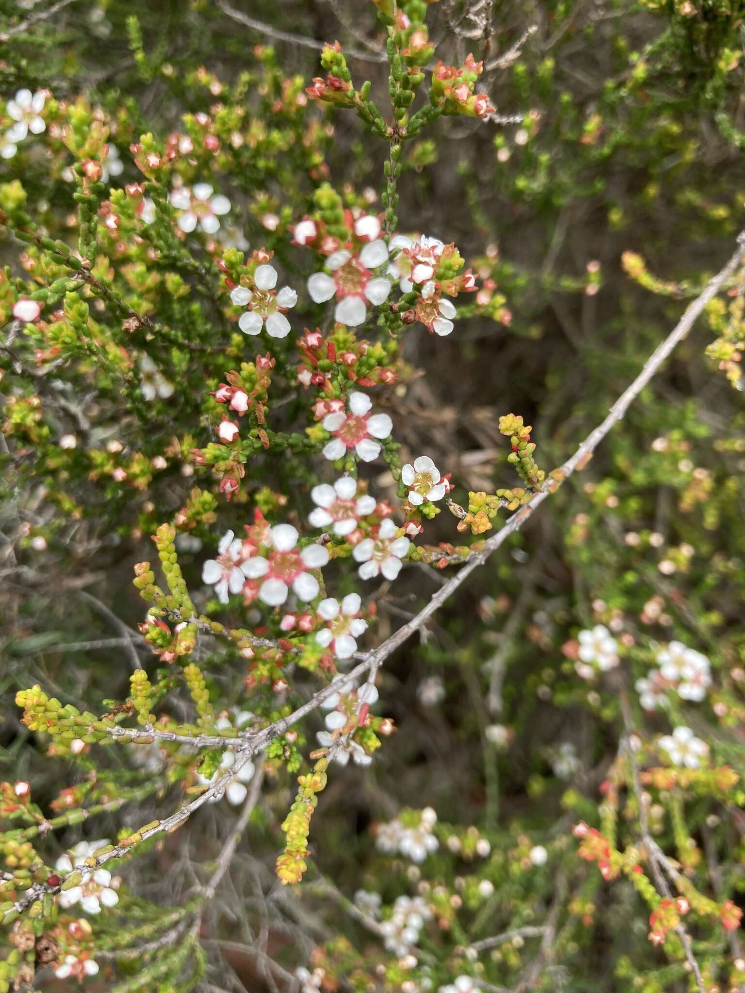 Image of Baeckea brevifolia (Rudge) DC.