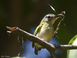 Image of Short-tailed Pygmy Tyrant