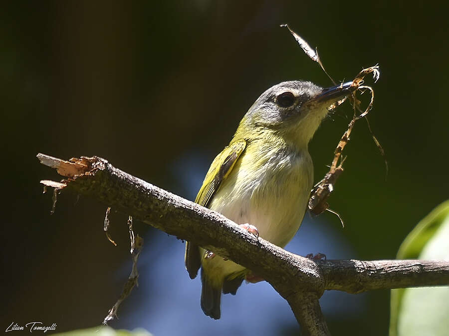 Image of Short-tailed Pygmy Tyrant