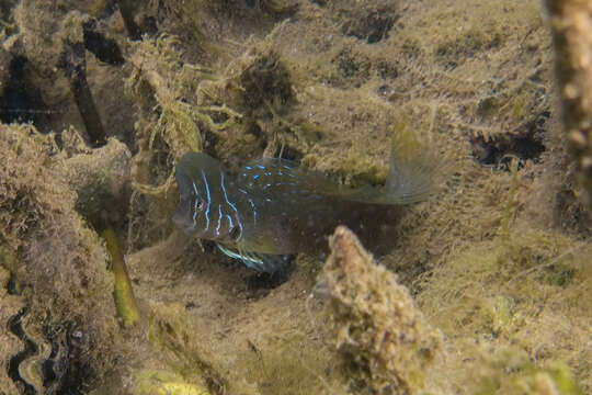 Image of Oyster Blenny