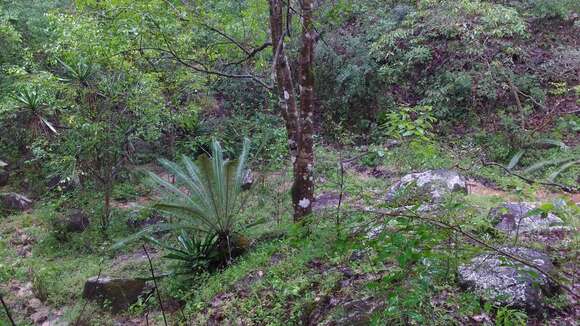 Image of Cycad