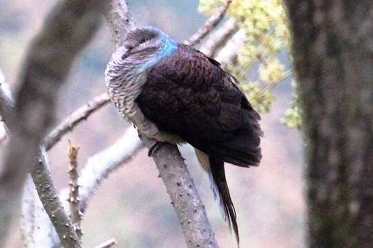 Image of Barred Cuckoo Dove