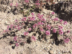 Image of Ben Lomond spineflower