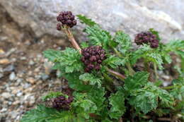 Image of Scrophularia ruprechtii Boiss.