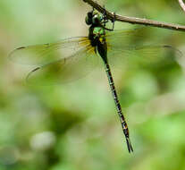 Image of Blue-faced Darner