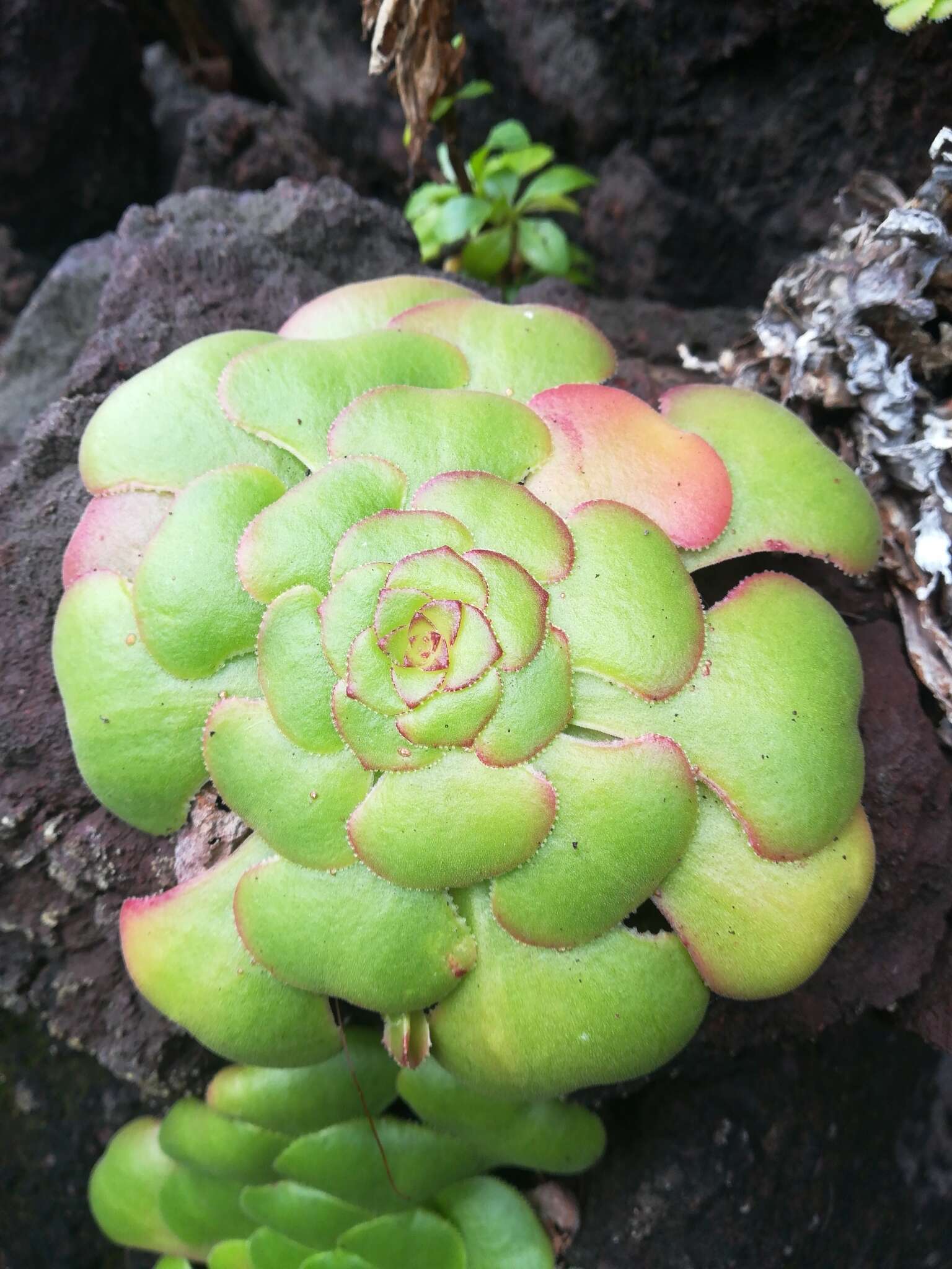 Image of Aeonium glandulosum (Ait.) Webb & Berth.