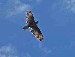 Image of Buteo buteo insularum Floericke 1903