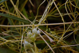 Image of Cuscuta chinensis Lam.