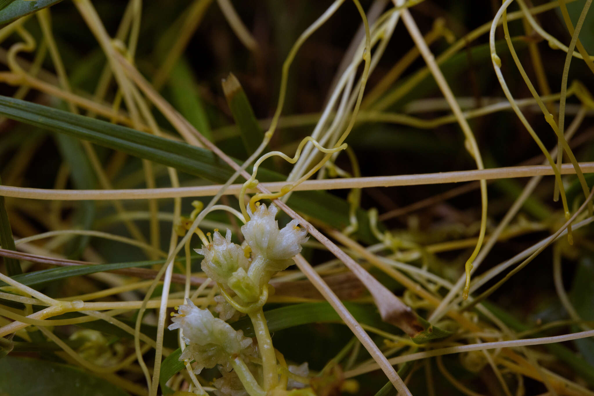 Image of Cuscuta chinensis Lam.